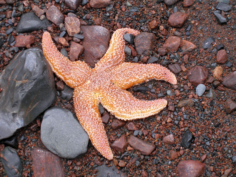 Starfish, Red Rocks, Cape Chignecto Park