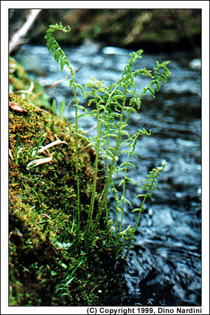 Spring Ferns, Bass River