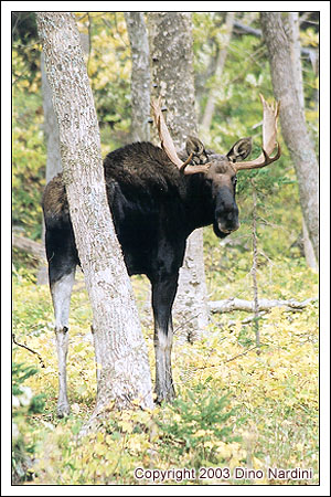 Bull Moose, Polletts Wilderness