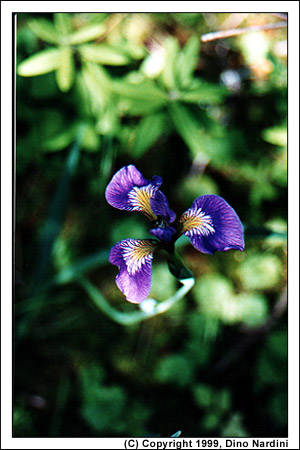 Blue Flag Iris, Smileys Park
