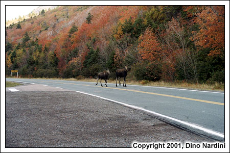 Moose Crossing, Corney Brook
