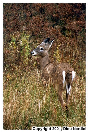 Deer Browsing, Kejimkujik Park