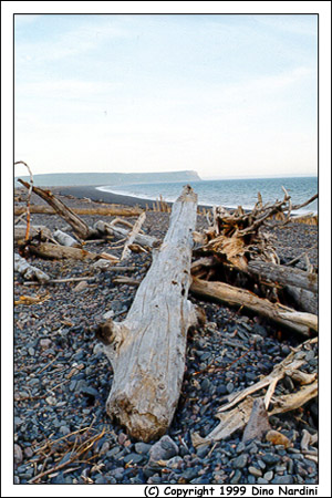 Driftwood Beach, Advocate Harbour