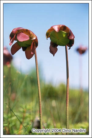Pitcher Plant, Eastern Shore