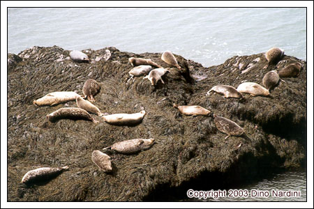 Cape Chignecto Seals