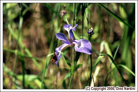 Blue Flag Iris, West River, Kejimkujik Park