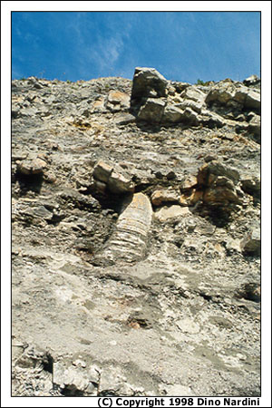 Petrified Tree, Joggins Cliffs