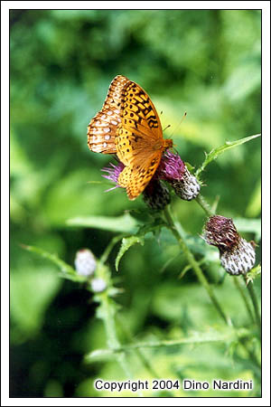 Butterfly on Thistle, Kenomee Canyon