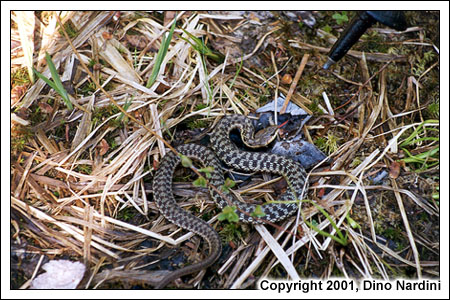 Snake, Kenomee Trail