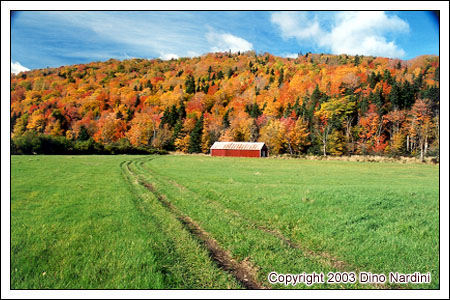 Fall Colours, Margaree Valley
