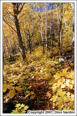 Fall Colours, Polletts River Moose Trail