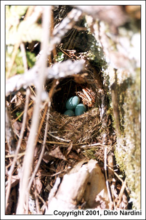 Robins Nest, Kenomee Trail