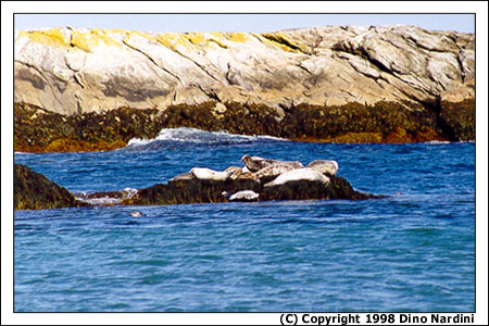 Harbour Seals, Kejimkujik Seaside Adjunct