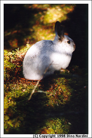 Winter Bunny, Taylor Head Park