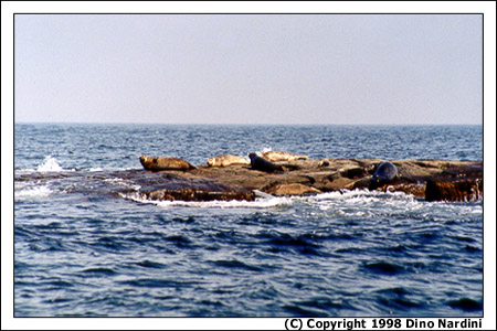 Harbour Seals, TorBay