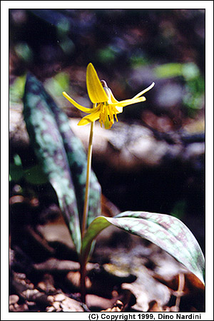 Trout Lily, Bass River