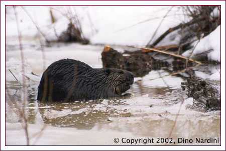 Beaver, Upper Stewiacke