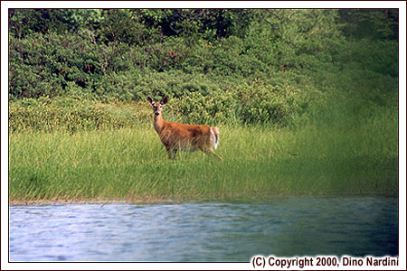 Deer at West River, Kejimkujik Park