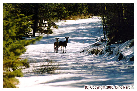 Winter Deer, Kejimkujik Park