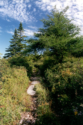 Cole Harbour Barrens